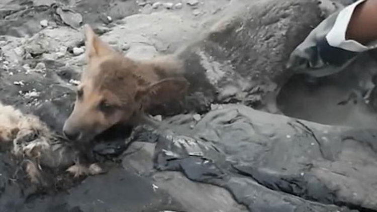 Katran çukuruna düştü