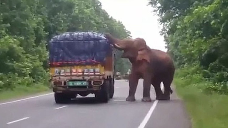 Filin karnı acıkınca... 