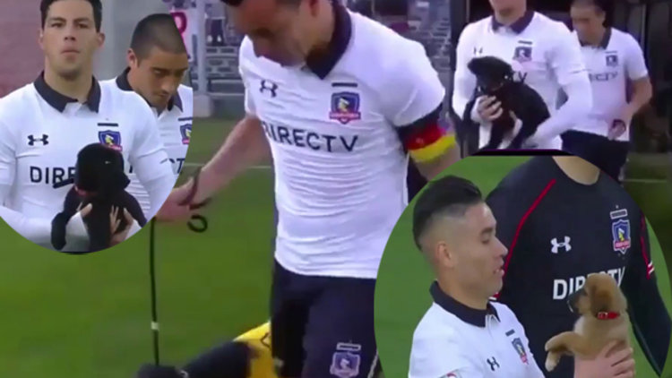 Sahipsiz köpeklerle sahaya çıktılar