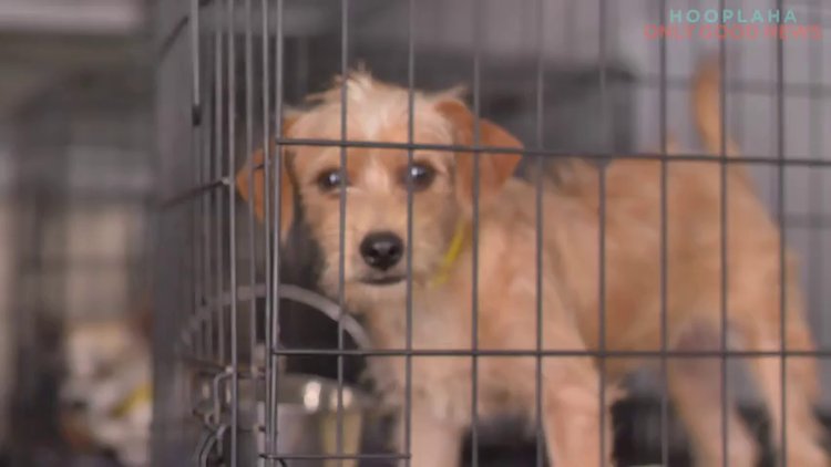 Köpekleri ötenaziden kurtaran örgüt