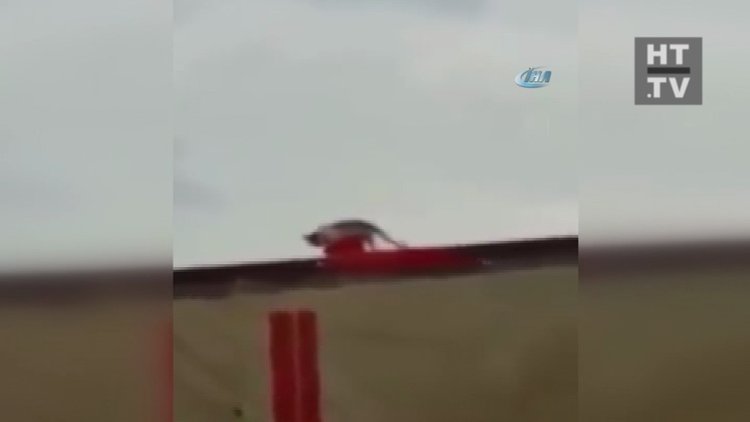 Kedi bayrağı düzeltti