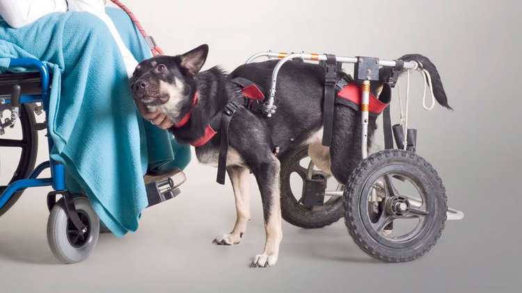 200 hayvanı hayata bağladı