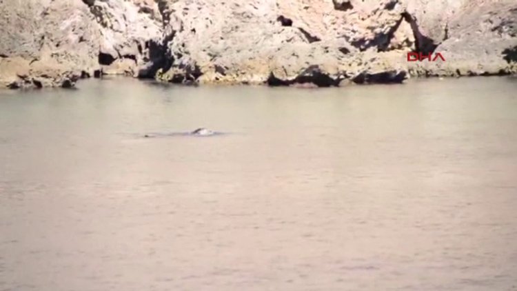 Akdeniz foku beslenirken görüntülendi