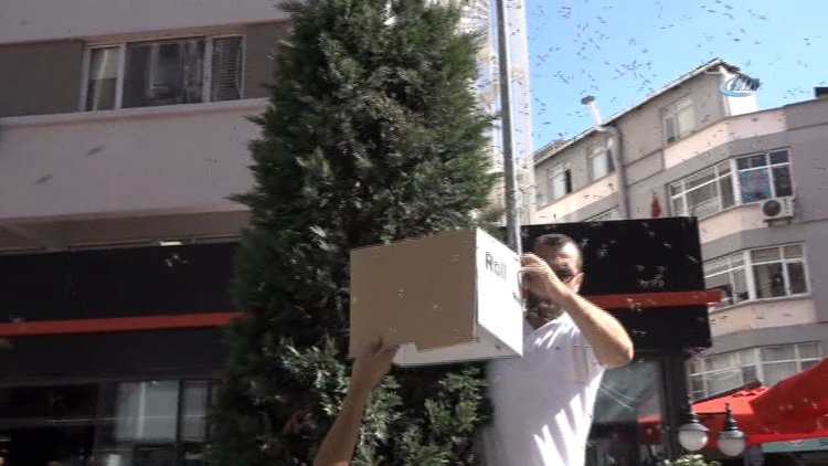 Balıkesir'de çarşıyı arılar bastı