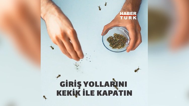 Karıncalardan kurtulmanın 5 doğal yolu
