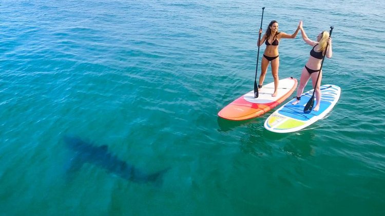 Köpekbalığıyla kürek sörfü yaptılar