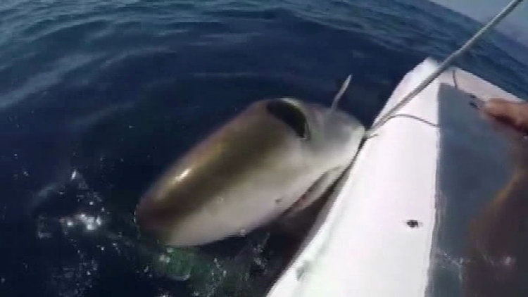 5 metrelik köpekbalığı yakaladılar