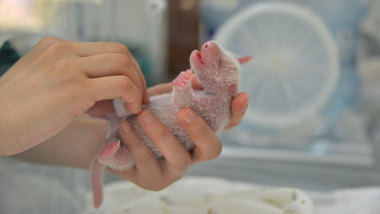 6 panda dünyaya geldi