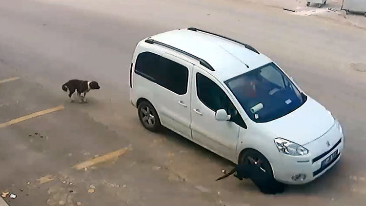Bilerek köpeği ezdi