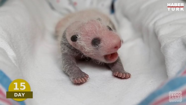 Yeni doğmuş bir pandanın 100 günü