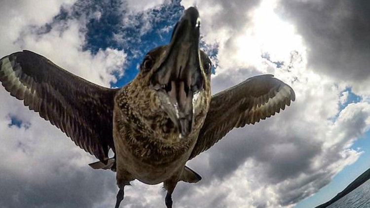 Martı telefonu yemeye çalıştı