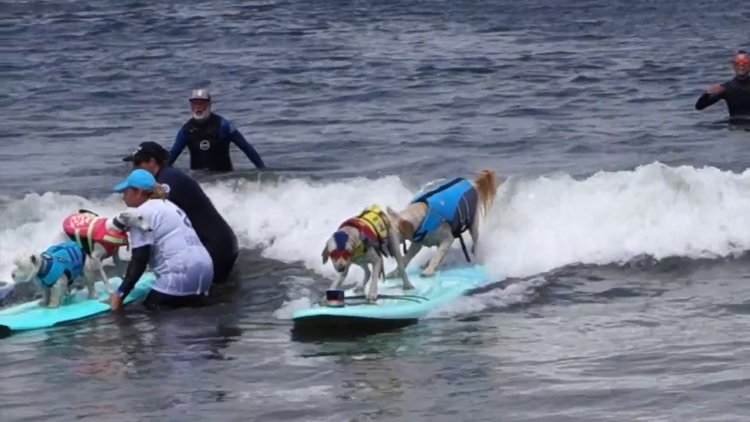 Sörfçülere taş çıkardılar