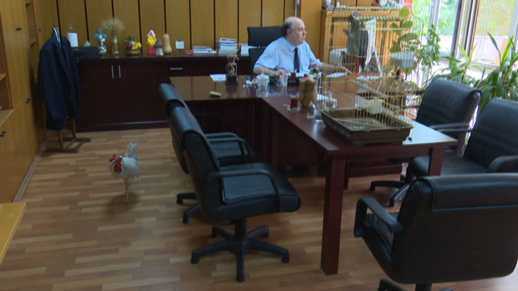 Makam odasını hayvanat bahçesine çevirdi