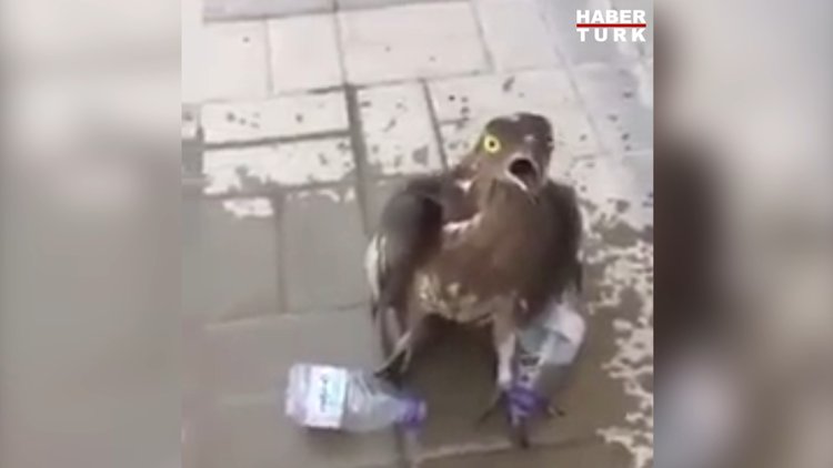 Bayılan kuşu suyla ayılttı