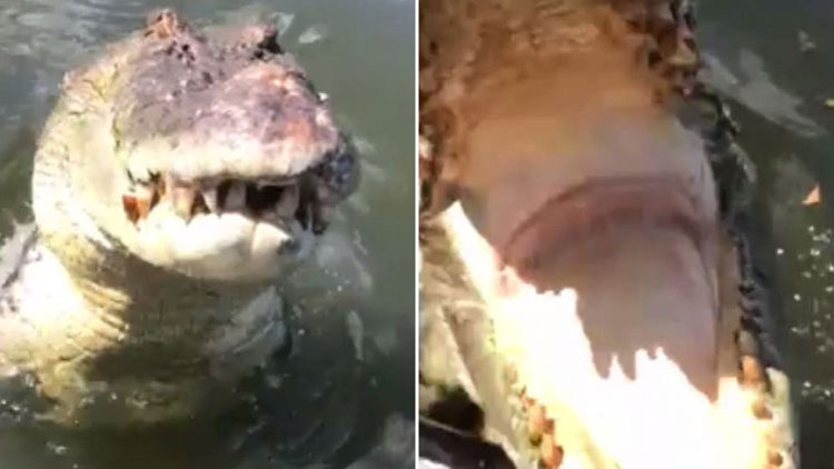 Timsah bir anda tekneye atladı