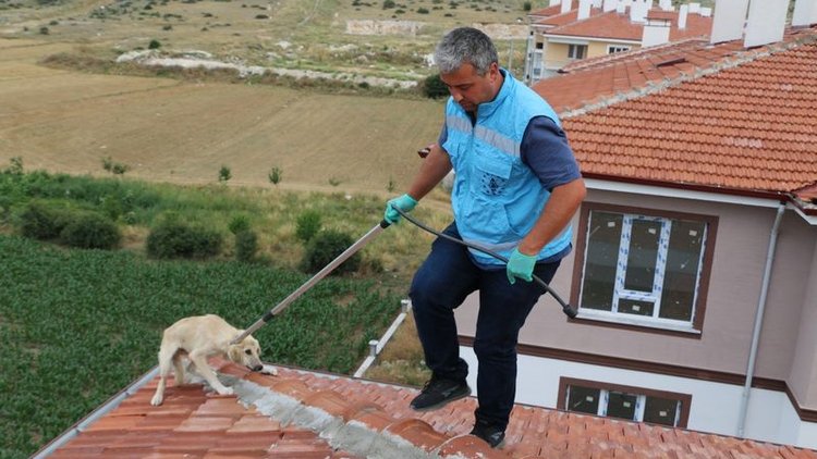Köpek çatıda mahsur kaldı