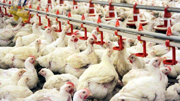 Milyonlarca tavuk itlaf edilebilir