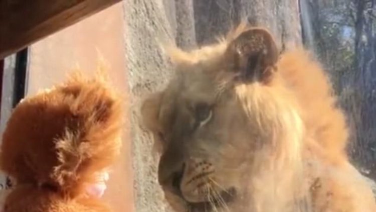 Bebek ve aslanın sevimli karşılaşması