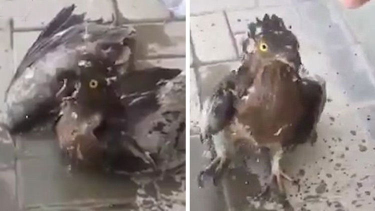 Kuş susuzluktan ölüyordu