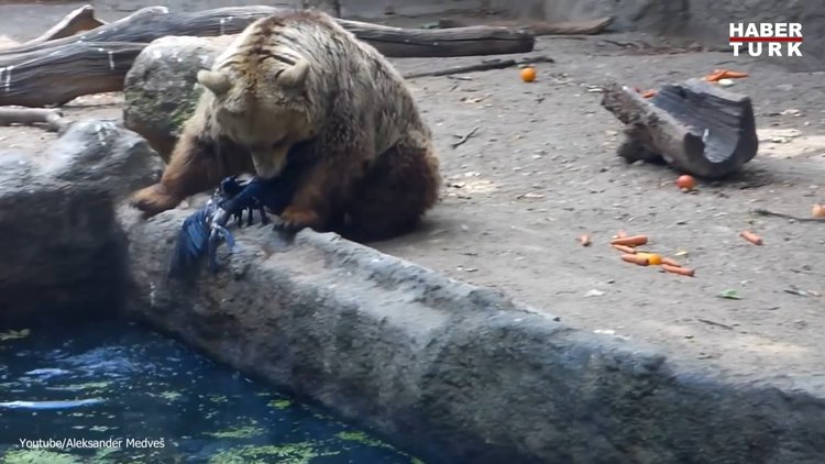 Boz ayı boğulmak üzere olan kargayı kurtardı
