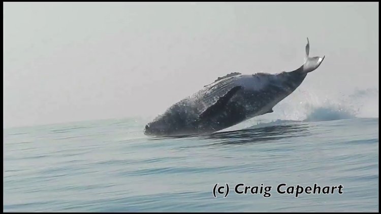 40 tonluk kambur balina böyle görüntülendi