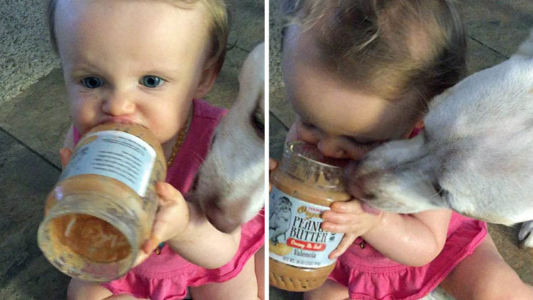 Fıstık ezmesi için yarıştılar