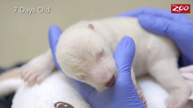 Bir kutup ayısının ilk 83 günü