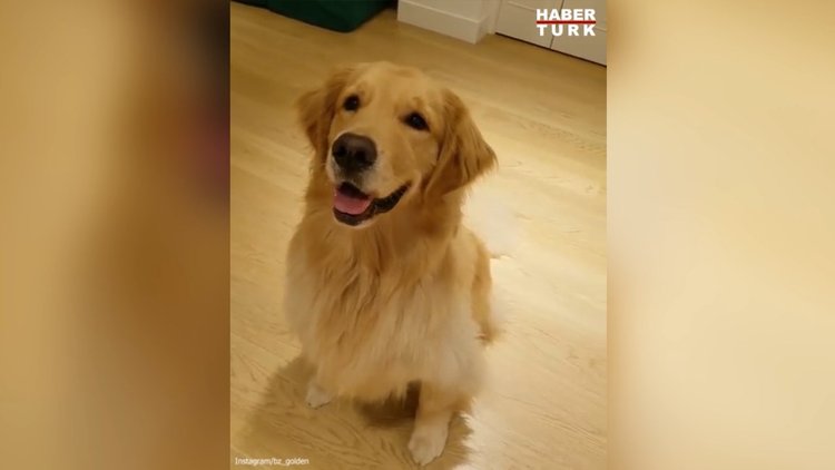 Komutlarla arası pek iyi olmayan sevimli köpek