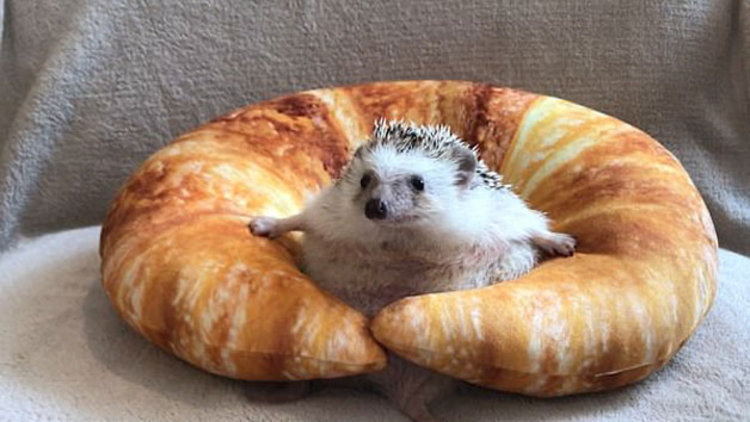 Kirpinin kurtuluş mücadelesi