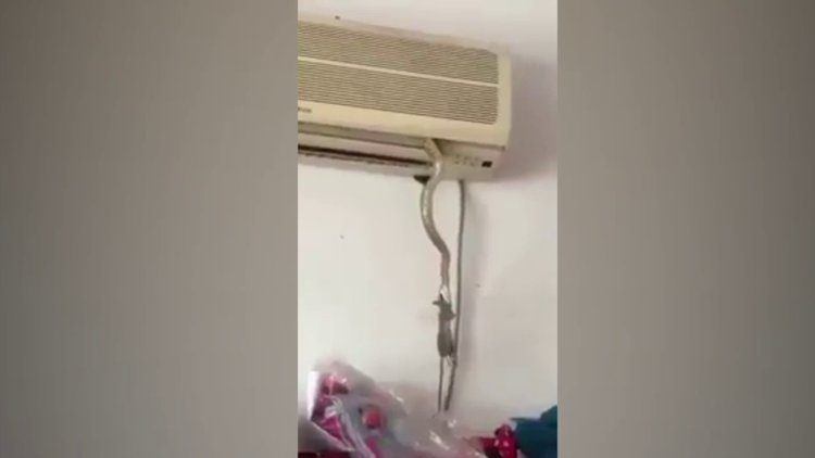 Klimasından yılan çıktı