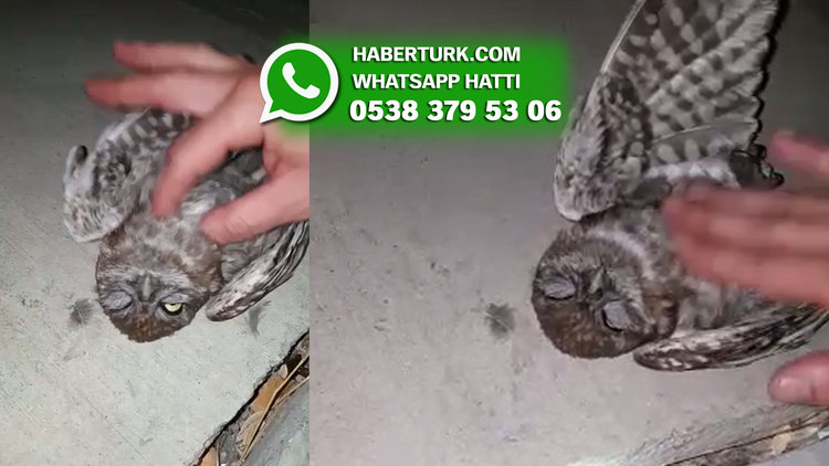 İstanbul Küçükçekmece'de 2 kişi yaralı baykuşa kalp masajı yaptı