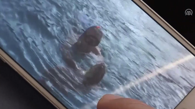 Muğla Bodrum'da caretta caretta yine saldırdı