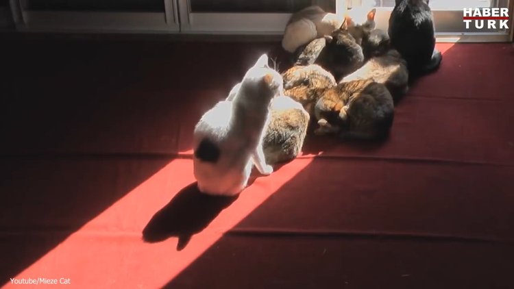 Suyu sevmeseler de güneş banyosuna bayılıyorlar