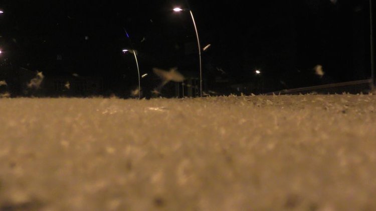 Kelebeklerin ölüm dansı 