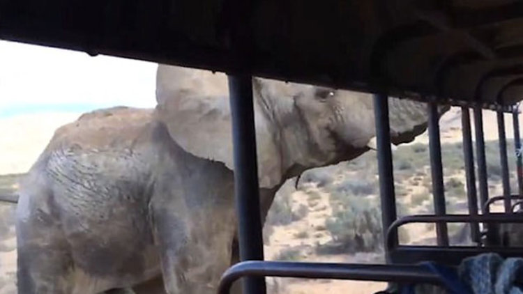 Fil turistlere sinirlenince... 