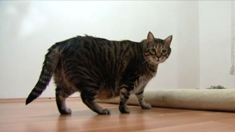 Obez kedi diyete başladı