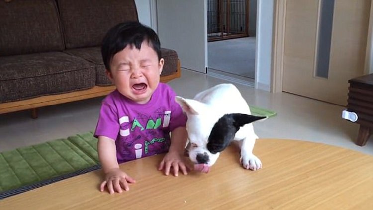 Bebekle köpeğin kraker savaşı 