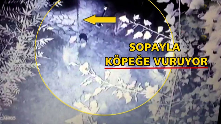 Önce köpeklerimiz &quot;tartıştı&quot;...