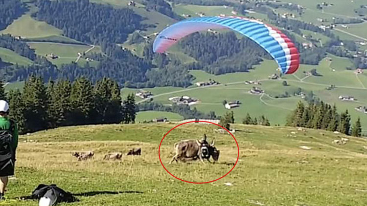 Paraşütçü ineğe çarptı