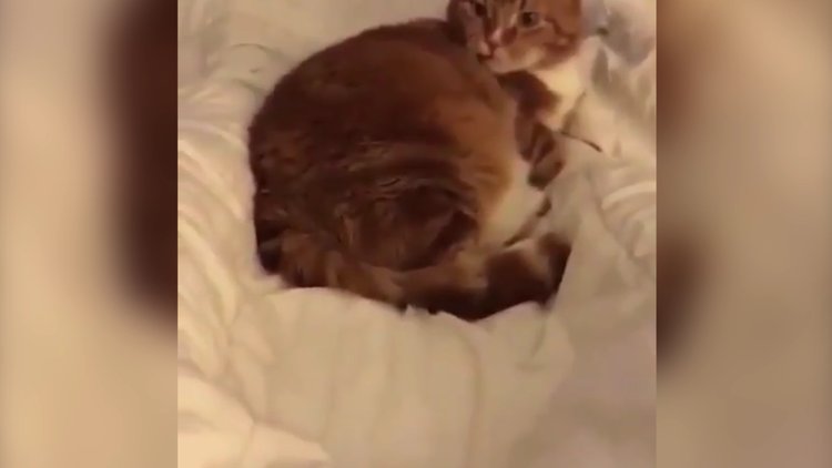 Horlayan köpeği şaşkınlıkla izleyen kedi