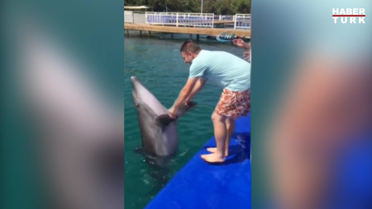 Yunus balığının horon keyfi