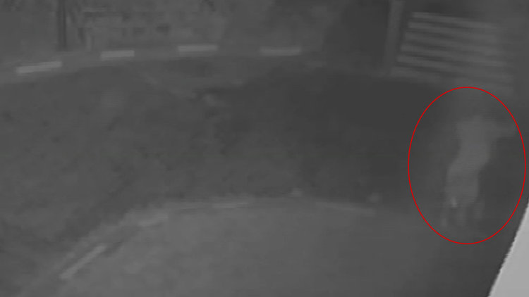 Kadın öğretmene uçan tekme attı