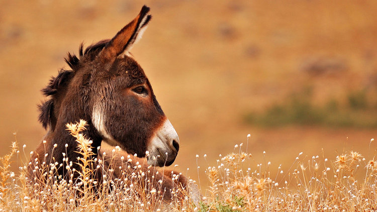 Sayıları gittikçe artıyor
