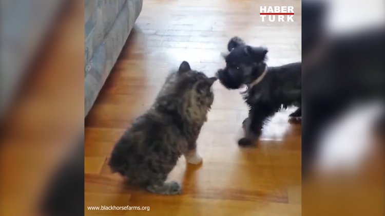 Dünyanın en tatlı kavgası