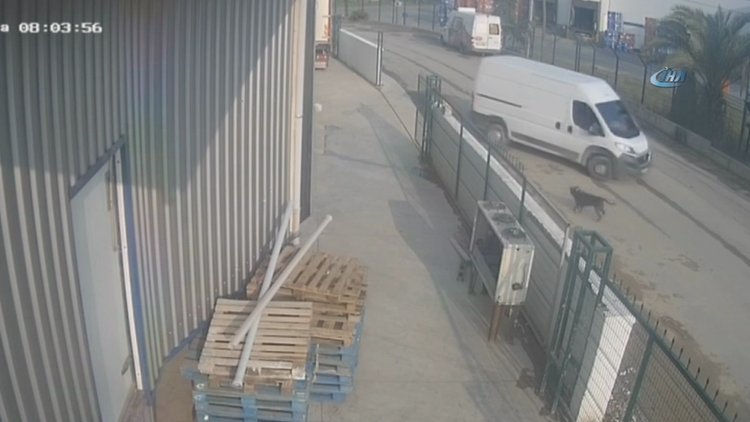 Bekçi köpeği botti, yarım milyonluk eti çalınmaktan kurtardı