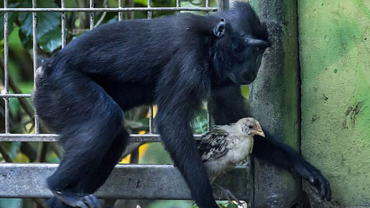 Maymun pilice annelik yaptı