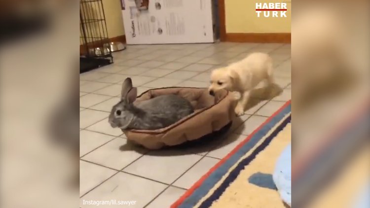 En tatlı yatak kavgası