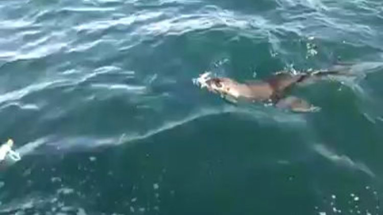 1987 yılından beri ilk defa görüldü