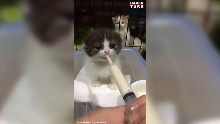 Şırınga ile beslenen dünyalar tatlısı kedicik