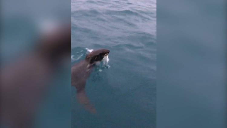Sinop'ta Fok Balığı heyecanı